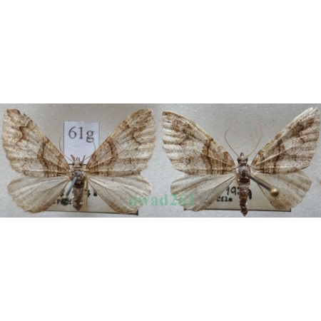 Pareulype berberata (Denis & Schiffermüller, 1775) pair Paśnik berberysek Czech61g